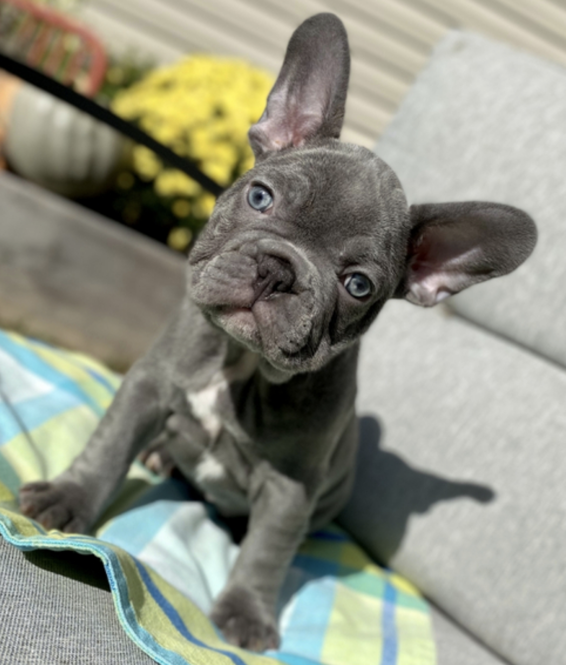 comprar cachorros sanos, baratos y asequibles para la venta